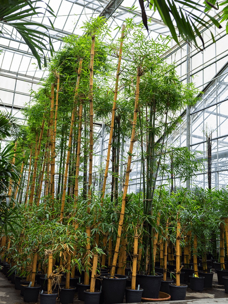 Bambusa vulgaris - XL Stamm | Terrapalme Heim- und Gartenshop