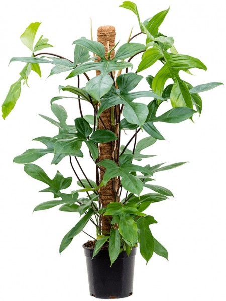 Philodendron Florida Beauty Moosstab