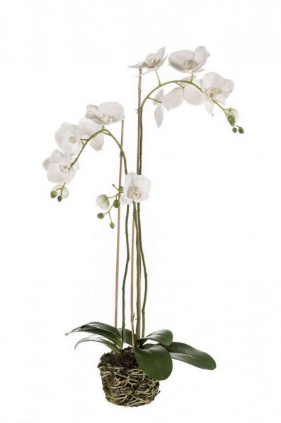 Phalaenopsis Kunstpflanze soiled w. roots 80cm