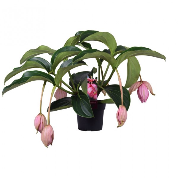 Medinilla magnifica 55 cm - 5 Knospen