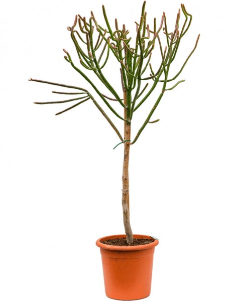 Euphorbia alluaudii verzweigt