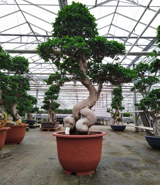 Ficus microcarpa bonsai 220 cm
