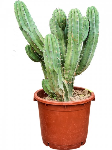 Myrthillocactus geometrisans - Heidelbeerkaktus verzweigt
