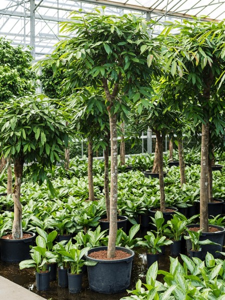 Ficus amstel king 240 cm