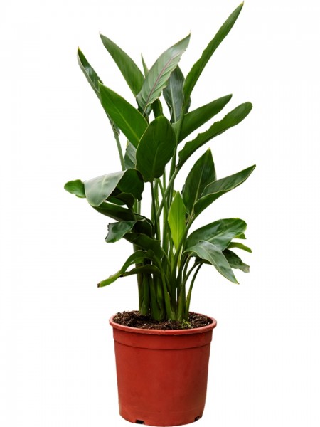 Strelitzia reginae Paradiesvogelblume