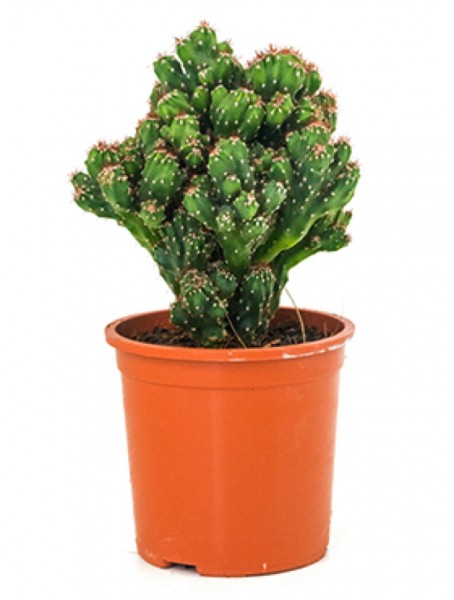 Cereus monstrosus coral