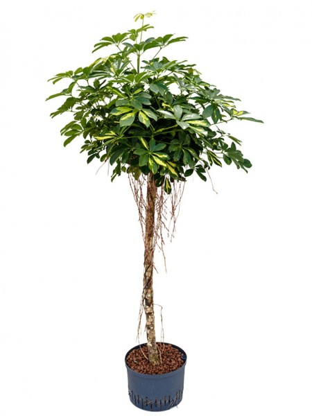 Schefflera gold capella