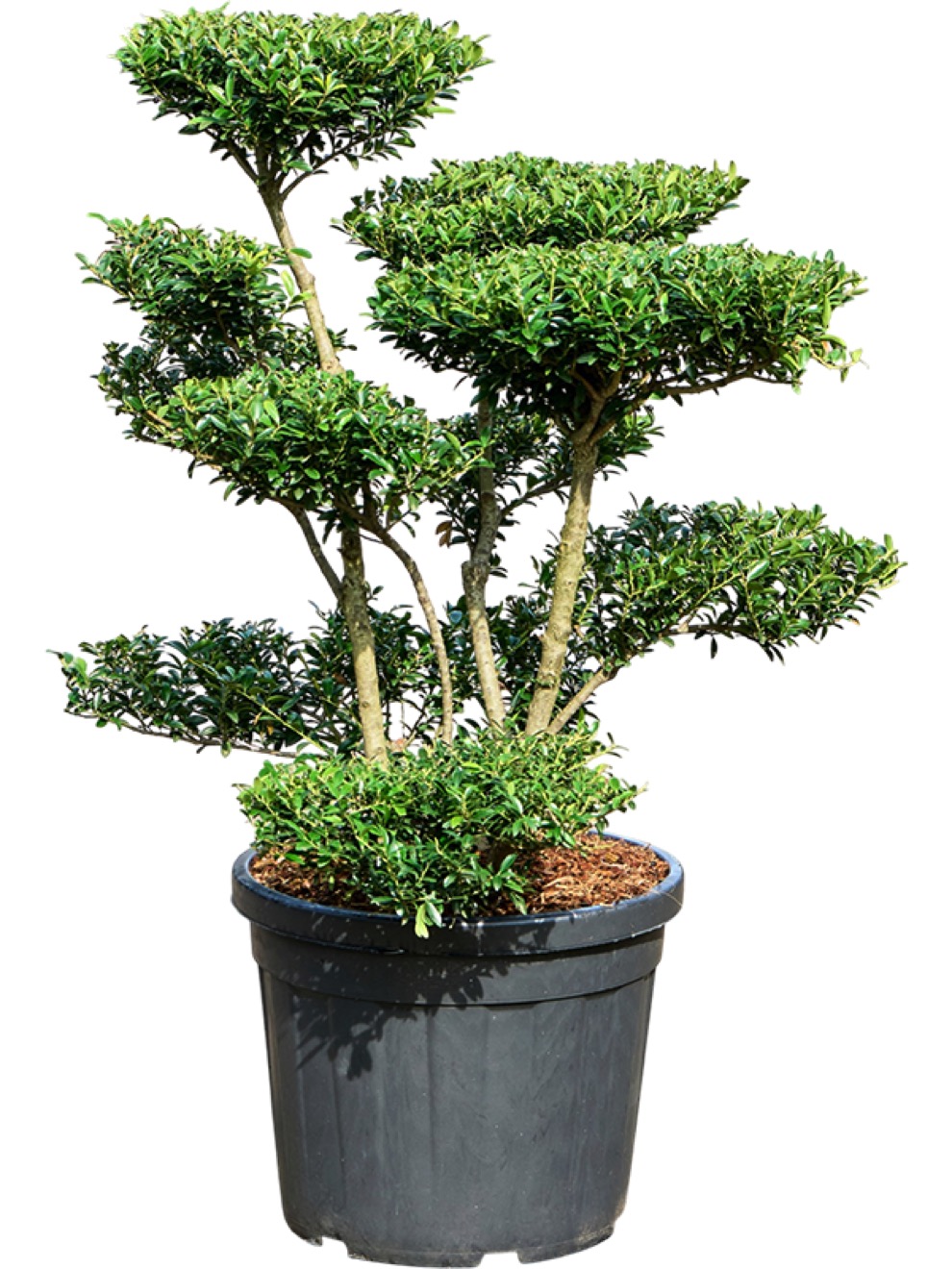 Nadelbume Online bestellen | Terrapalme Heim- und Gartenshop