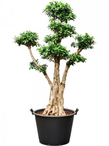 Ficus microcarpa nitida - Chinesische Banyan Etage