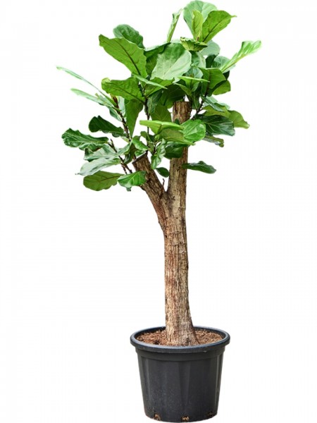 Ficus lyrata 180cm