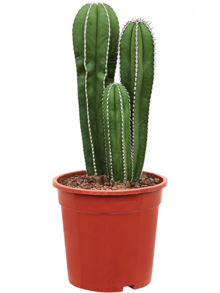Marginatocereus marginatus mehrstämmig