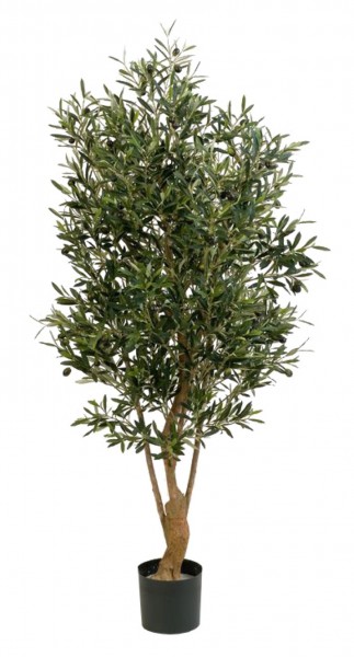Oliven Baum twisted mit Früchten
