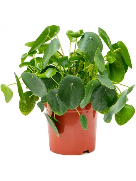 Pilea peperomioides Busch