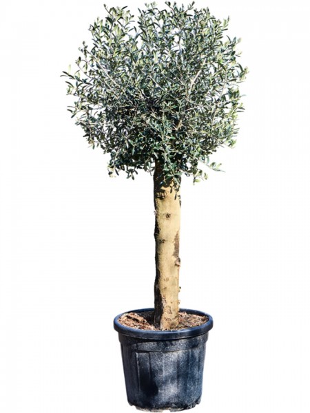 Olea europaea 160 cm | Olivenbaum
