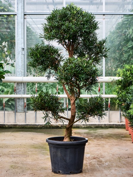 Podocarpus macrophyllus - verzweigte Multikrone