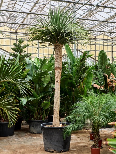 Dracaena draco