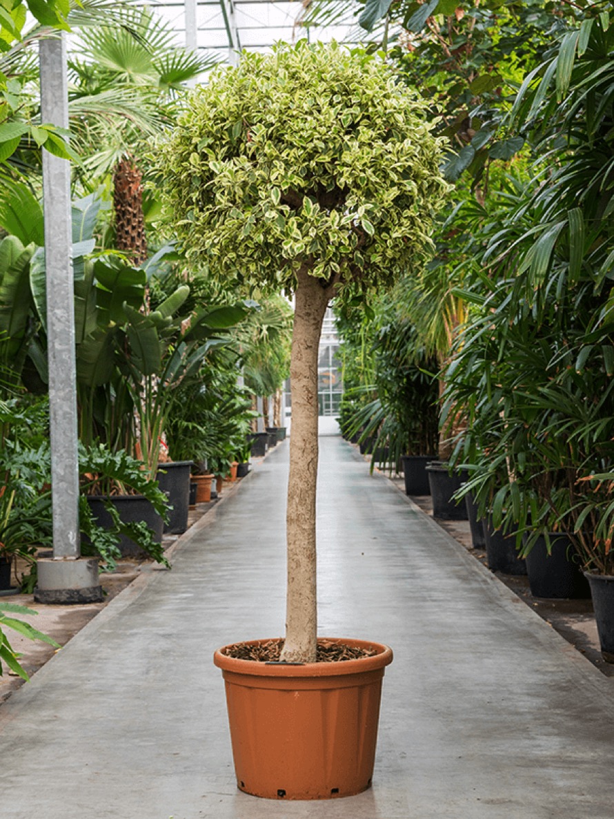 Baum und Strauchpflanzen Online bestellen Terrapalme Heim und