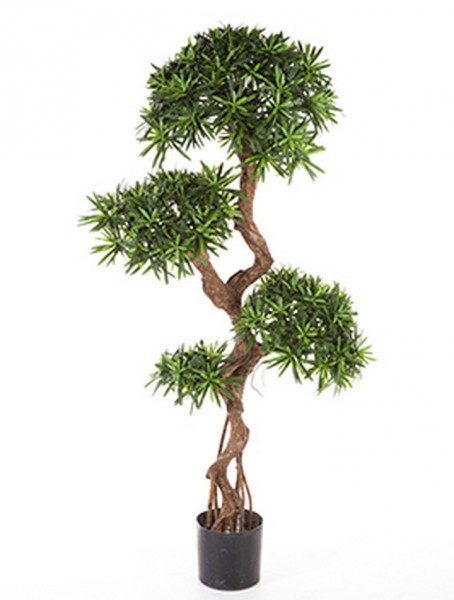 Podocarpus crazy trunk - Kunstbaum