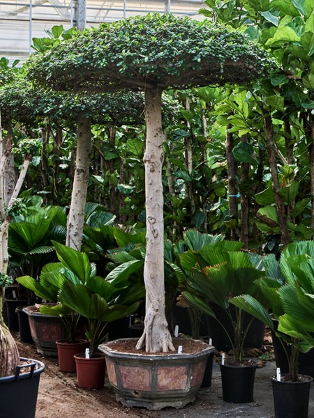 Ficus microcarpa Compacta Schirm 220 cm