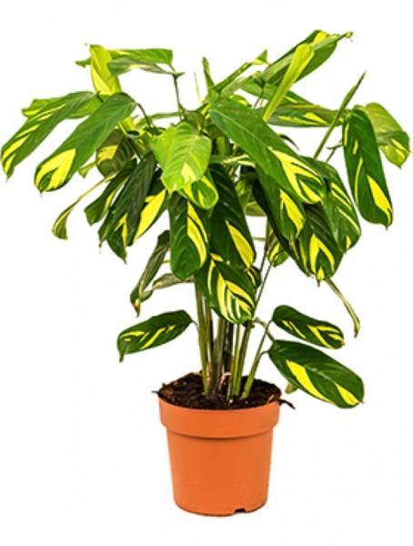 Ctenanthe lubbersiana - Marmorierte Kammaranthe