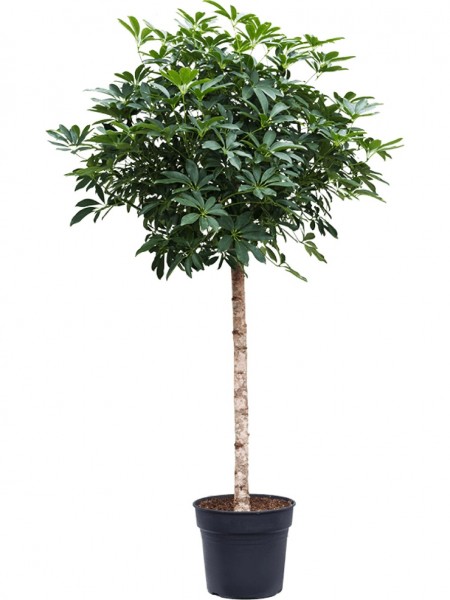 Schefflera arboricola compacta Baum