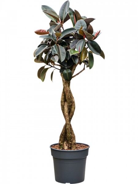 Ficus elastica burgundy - Gummibaum gefl. Stamm