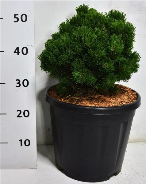 Pinus mugo Picobello