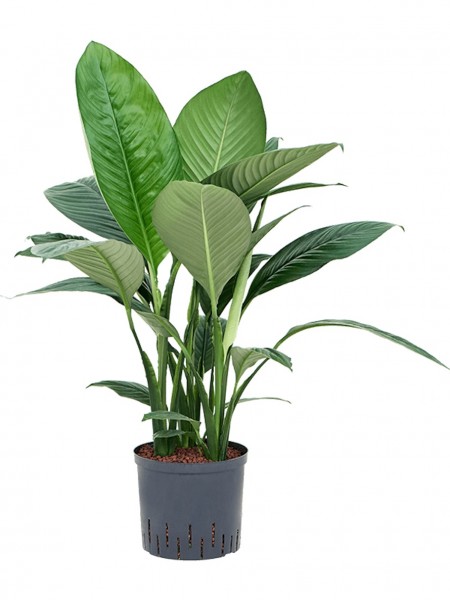 Spathiphyllum sensation - Einblatt