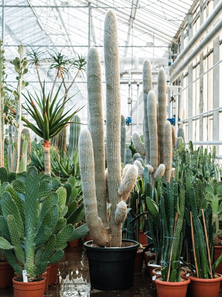 Espostoa lanata verzweigt