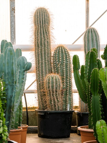 Trichocereus paracana - 3er Stamm