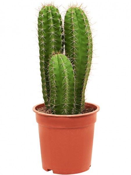 Polaskia chende - Mehrstämmig