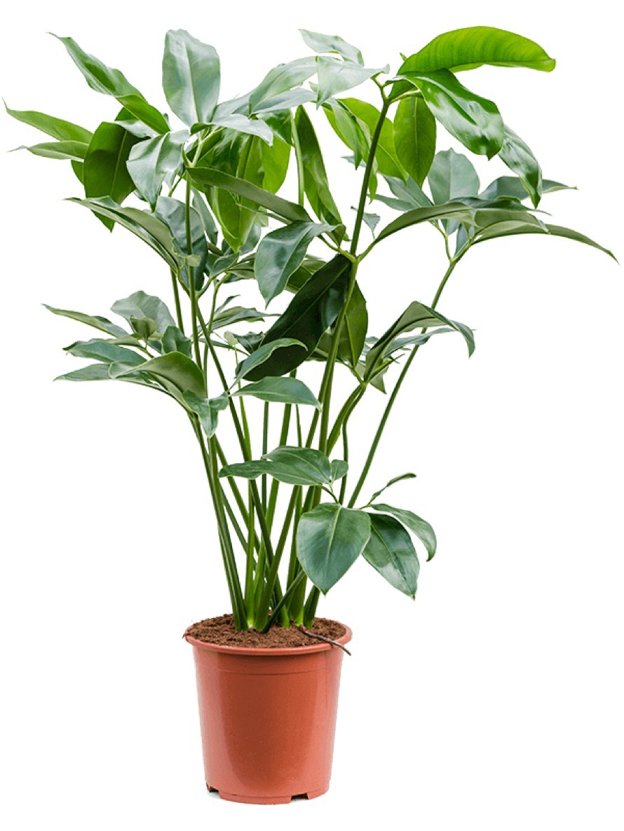 philodendron melanochrysum kaufen Philodendron melanochrysum — Ecuagenera Orquídeas del Ecuador main image 1