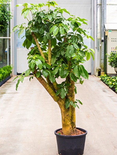 Schefflera amate - Strahlenaralie XL-Stamm