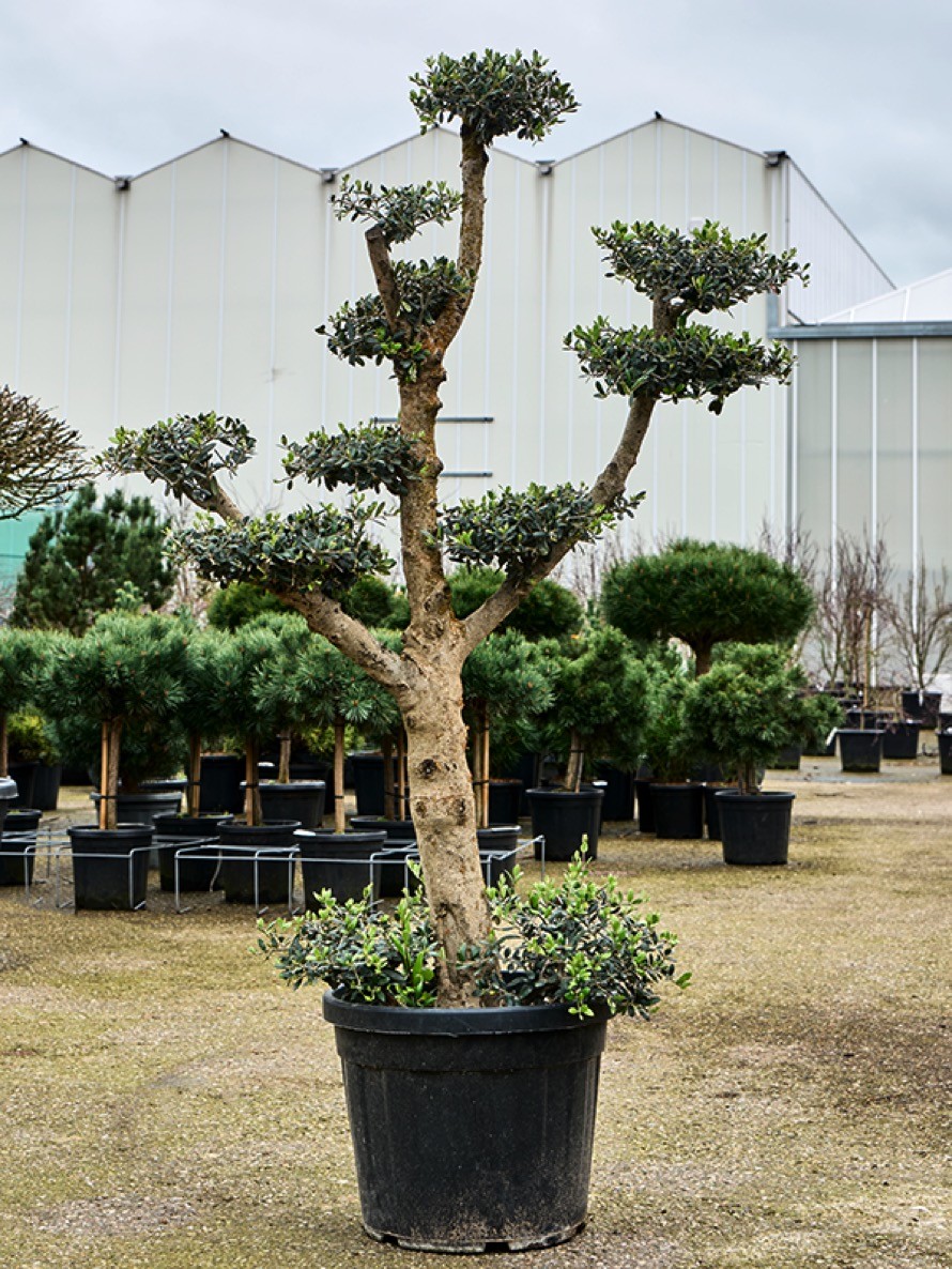Olea europaea - Bonsai Olivenbaum multi krone