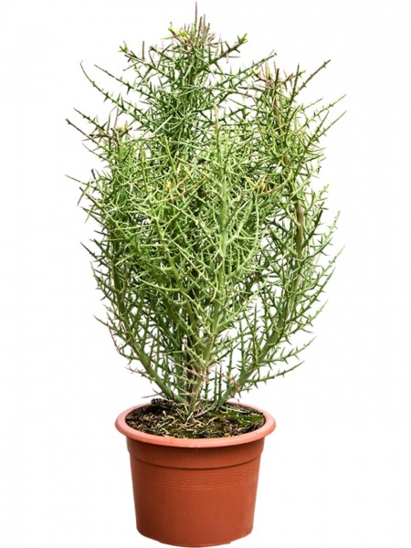 Euphorbia stenoclada busch