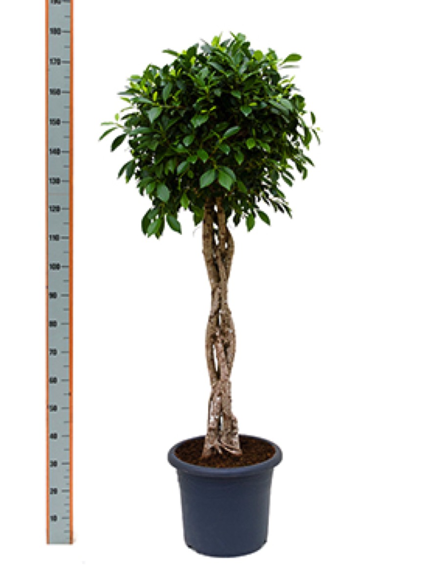 Ficus nitida mit geflochtenem Stamm 175 cm Terrapalme Heim und