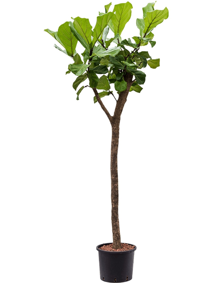 Ficus lyrata 240 cm Geigenfeigenbaum Terrapalme Heim