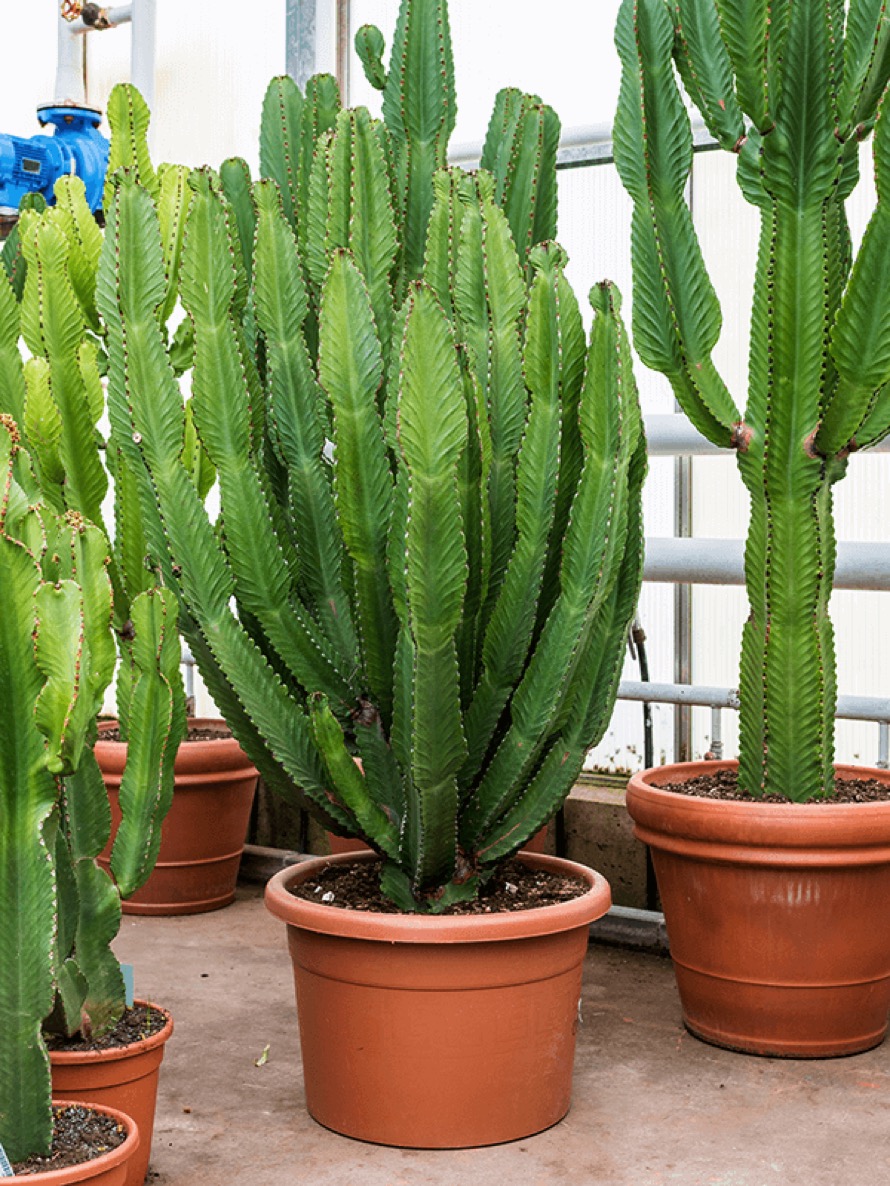 Euphorbia ingens - Säulenkaktus | Terrapalme Heim- und Gartenshop