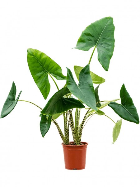 Alocasia zebrina 120 cm