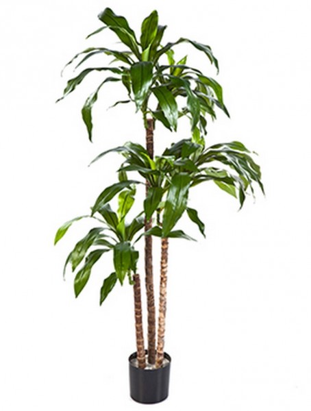 Dracaena fragrans - Drachenbaum Kunstpflanze