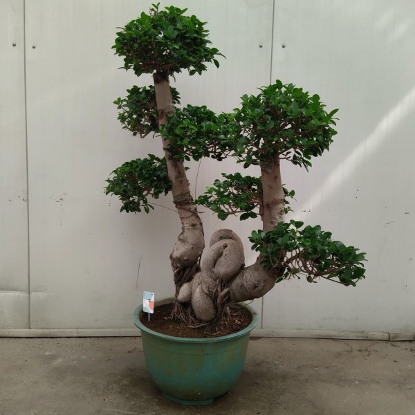 Ficus microcarpa Bonsai 130cm