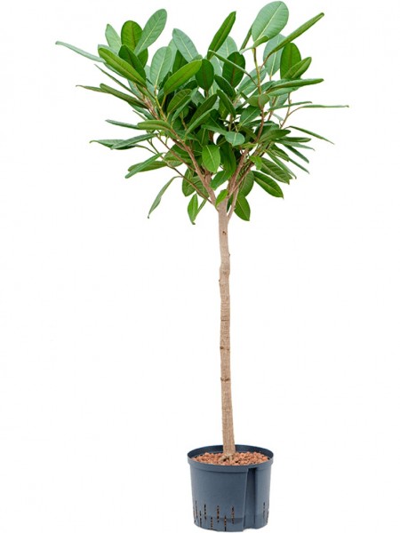 Ficus americana Tresor - Westindische Lorbeerfeige