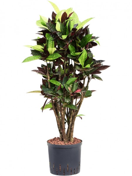 Croton iceton - Wunderstrauch Hydropflanze