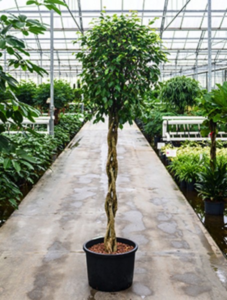 Ficus benjamina columnar - geflochtenen Stamm