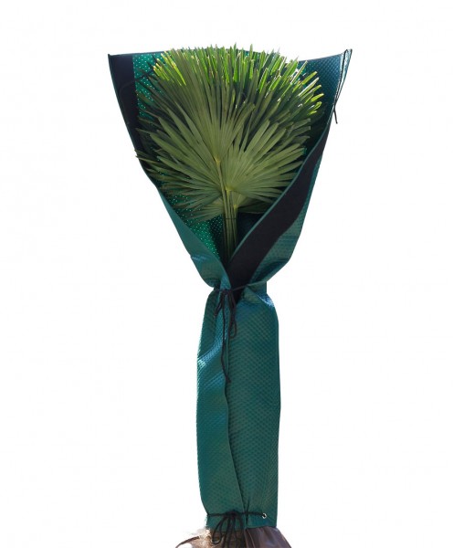 Vliesmantel Palmen Winterschutz