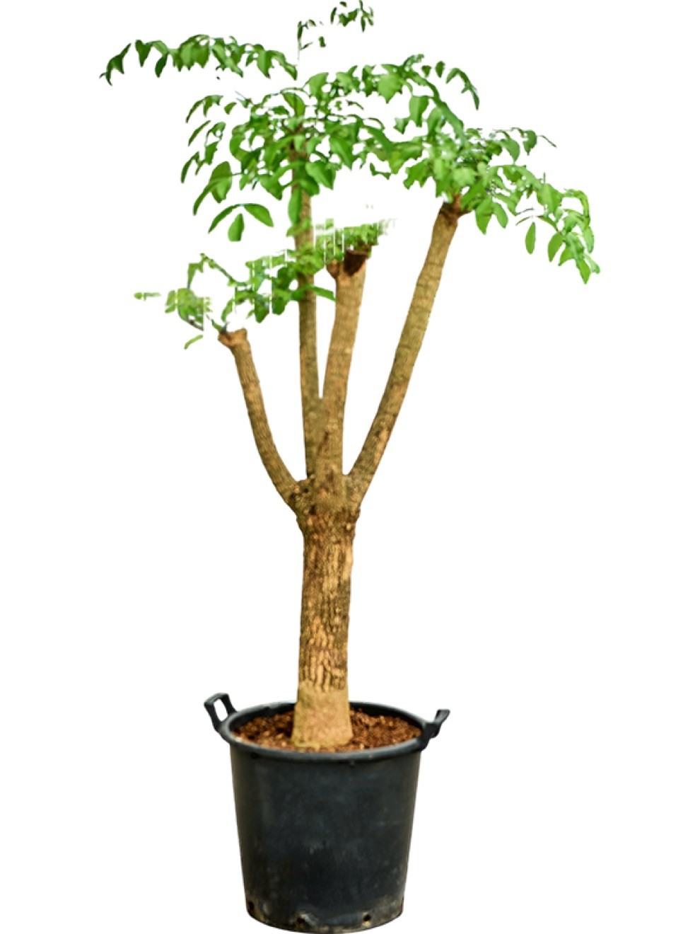 Heteropanax chinensis verzweigt | Terrapalme Heim- und Gartenshop