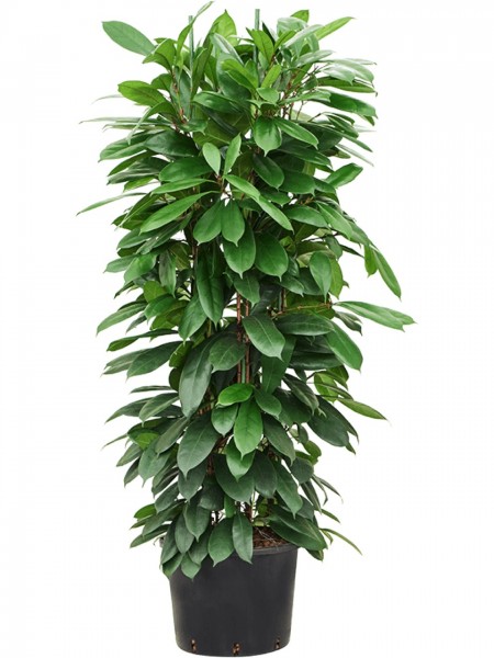 Ficus cyathistipula - afrikanischer Feigenbausch