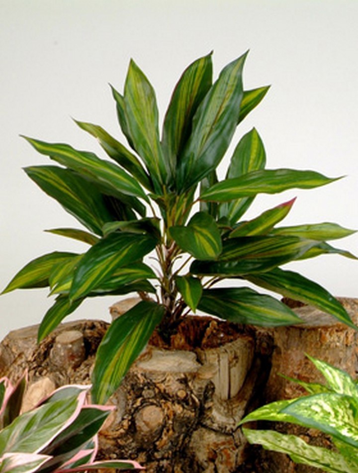 monstera adansonii big 4