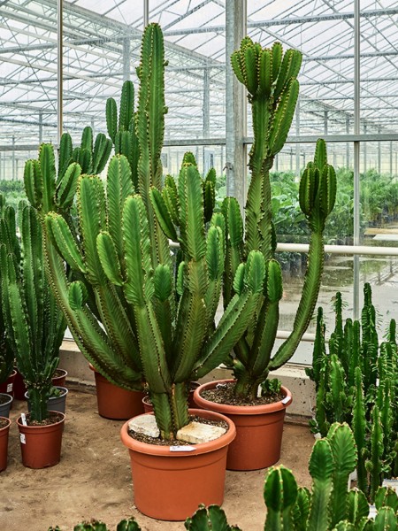 Euphorbia ingens verzweigt 240 cm