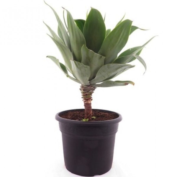 Agave attenuata - Schwanenhals Agave